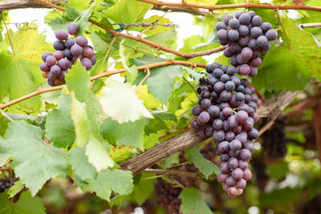 Clusters of grapes in vineyards. Planting in the organic vineyard farm to produce the red wine