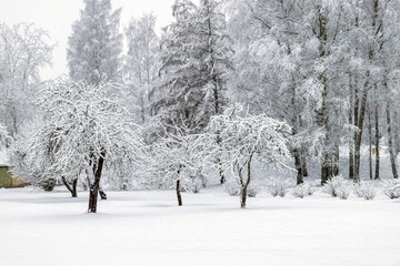 snow blanket covers branches of trees and bushes, foggy and grainy snow fall background