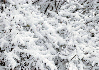 thick blanket of snow covers branches of trees and bushes, foggy and grainy background of falling snow