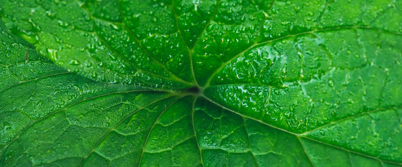 Vivid natural texture of wet green leaf with veins. Minimalist nature background with dew drops on green leaf surface. Beautiful minimal backdrop with droplets on leaf in macro. Nature texture of leaf