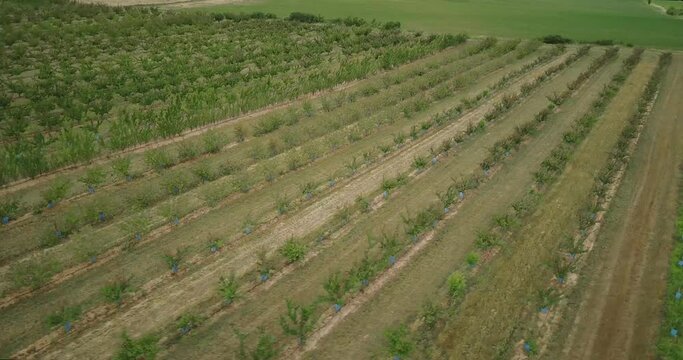 Aerial flying over a newly planted orchard, fig, apricot and peach