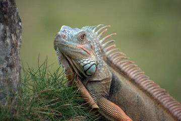 Close up portrait of a common iguana