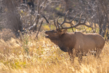 Bull Elk of the Rocky Mountains