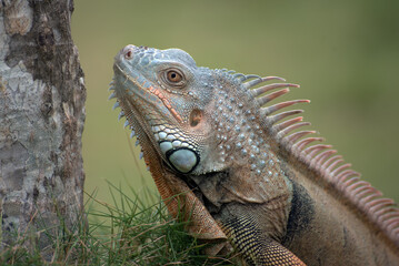 Close up portrait of a common iguana