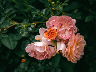 Pink Garden Roses in Atlanta Botanical Gardens