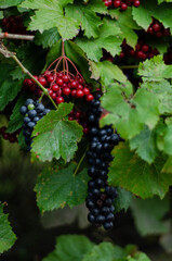 fruits of viburnum and grapes on a bush