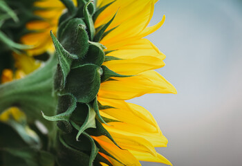 Close up of yellow petals and green leaves of sunflower.
