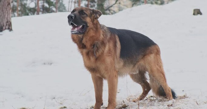 Dog barks angrily, they stand among the winter pine forest. Snow, cold. Medium shot, side view of a German Shepherd.