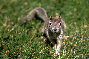 Brown squirrel in the green grass during the day