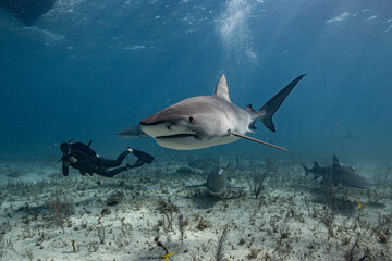 Diving with the tiger shark