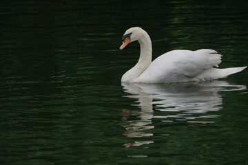 Swan 