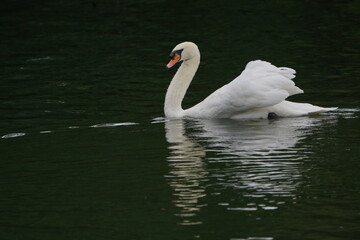 Fototapeta premium Swan 