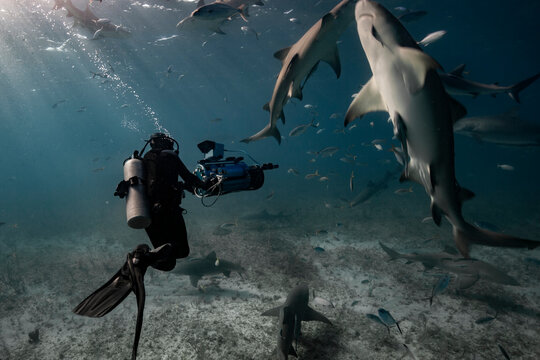 cameraman surrounded by sharks