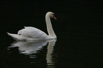 Naklejka premium Swan 
