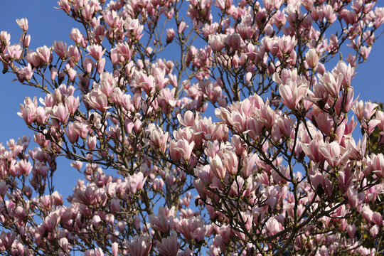 Magnolia tree flowers at spring