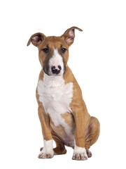 Handsome brown with white Bull Terrier dog, siting down facing front. Looking beside camera. Isolated cutout on transparent background. One ear straght, one ear up.