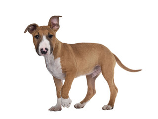 Handsome brown with white Bull Terrier dog, walking side ways. Looking straight at camera. Isolated cutout on transparent background.