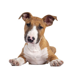 Handsome brown with white Bull Terrier dog, laying down facing front. Looking straight at camera with cute head tilt. Isolated cutout on transparent background.