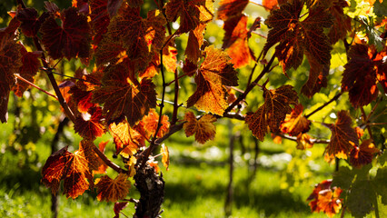 autumn leaves in the vineyards