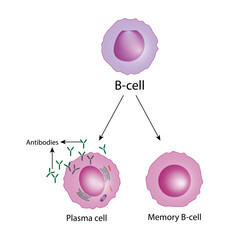 B-cell leukocytes. Plasma cell and memory B cell.  b cell differentiation, antigen stimulation of surface receptor, plasma cell producing monoclonal antibodies. Vector illustration.
