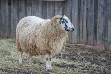 Scottish Blackface Schaf