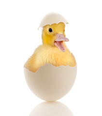 Baby duckling in egg
