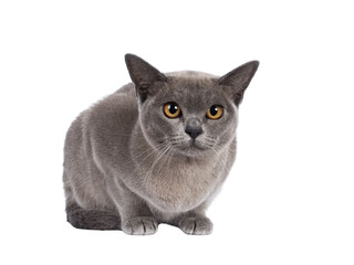 Blue Burmese cat kitten, laying down facing front. Looking  towards camera. Isolated cutout on a transparent background.