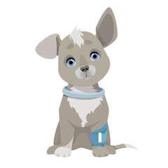 Gray small dog with a blue bandage bandaged paw