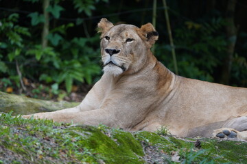 lioness in the grass