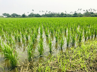 a field planted with rice growing in water  ,Taiwan Yilan