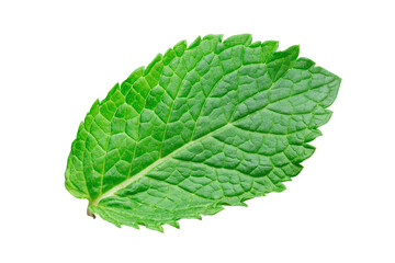 Fresh raw mint leaves isolated on a white background.