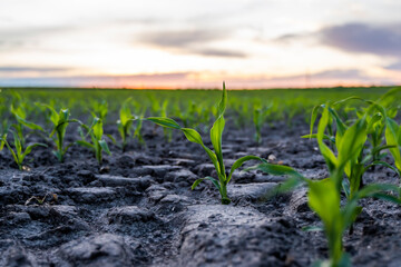 Evening sunset landscape of corn sprouts growing in a soil. Maize seedling on the agricultural field. Agriculture, healthy eating, organic food, growing, cornfield.