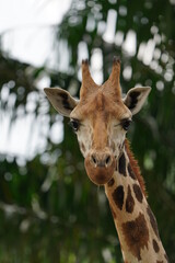 Giraffe