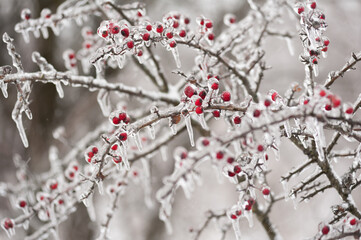 wonderful winter landscape