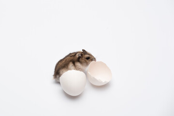 newborn hamster