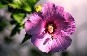 Hardworking bee collects nectar from a hibiscus flower in the summer season;  fleeting moment, the transience of time concept