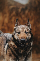 Beautiful dog portrait on the straw