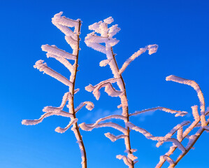 Expressive frost on the tops of tree branches in the soft light of the setting sun against the blue sky in the winter season; exquisite forms reminiscent of dance movements