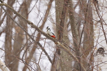 枝に止まるアカゲラ