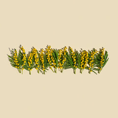 Spring flower flat lay, yellow blooming mimosa with green leaves on beige, creative floral background, copy space, natural flower still life, minimal trend aesthetic flowery composition. Top view
