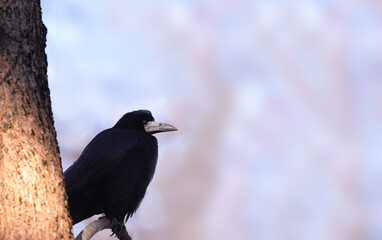 A black crow rests on a tree branch against a blue sky background.