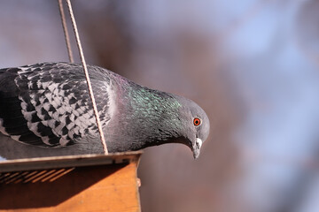 A blue pigeon looks down from a height...