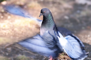 A blue pigeon taking off from the ground....