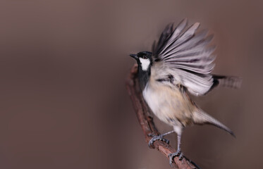 Coal tit on a branch, keeps the balance with a flap of its wings.