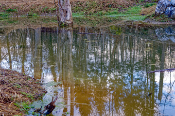 Beautiful scenic landscape in the woods with pond and reflections on a blue cloudy winter evening at City of Zürich district Schwamendingen. Photo taken February 4th, 2023, Zurich, Switzerland.