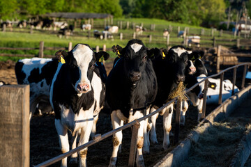 Dairy cows eating grass, hay and silage on a farm in a sunset. Agriculture, farming. Livestock concept. Dairy farm, cattle, feeding cows on farm.