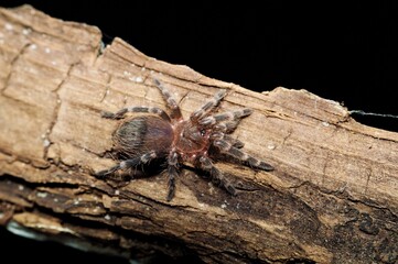 Acanthoscurria geniculata pająk ptasznik.