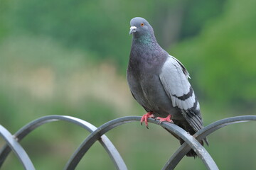 Pigeon sitting on the steel fence