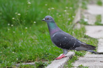 Pigeon on the grass