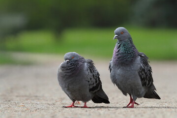 Two pigeons walking in the park
